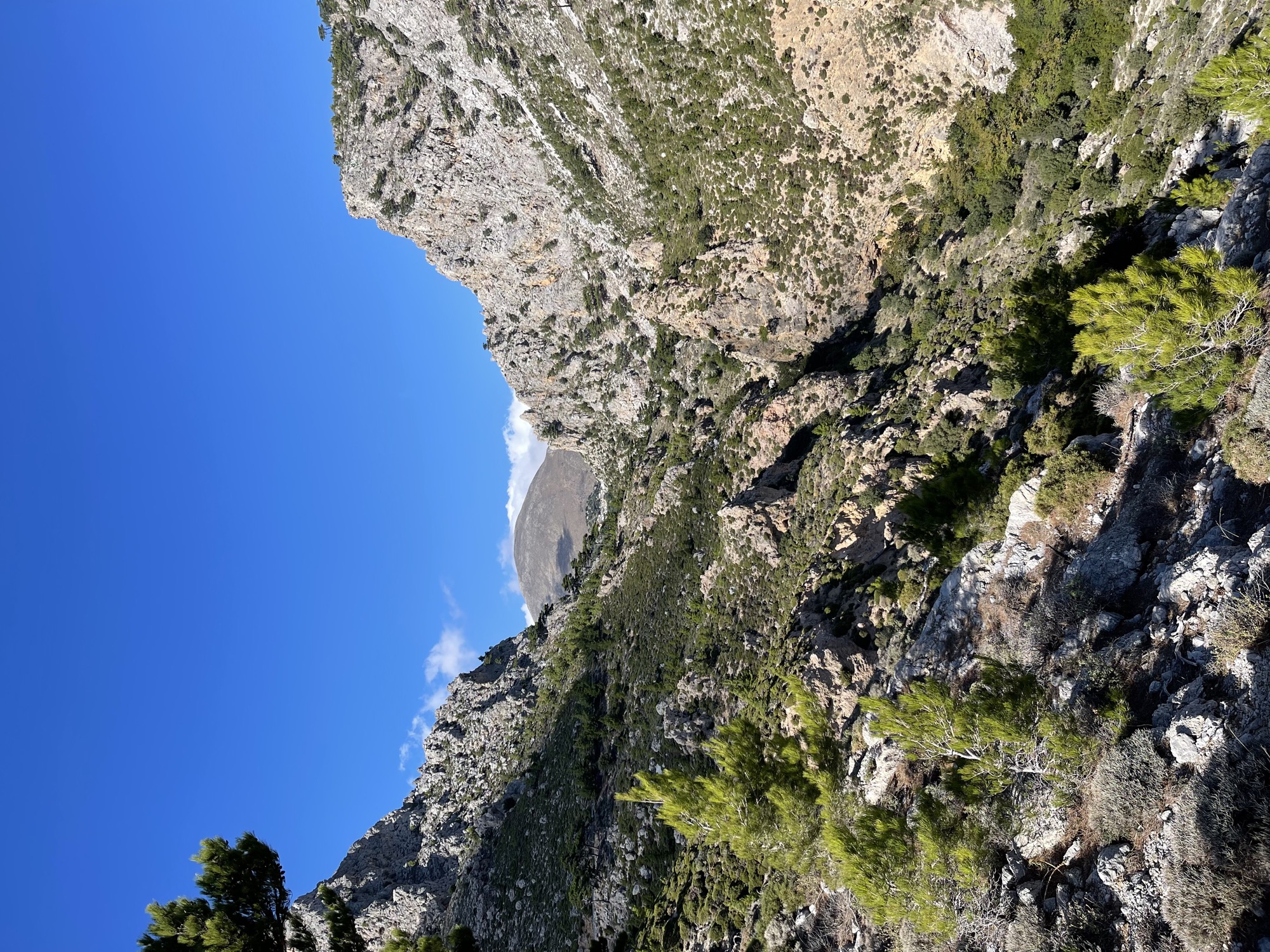 Oreino
